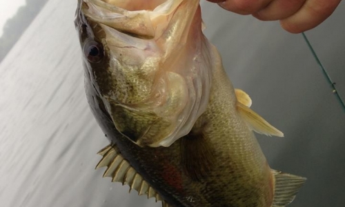 bass