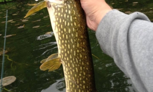 fish