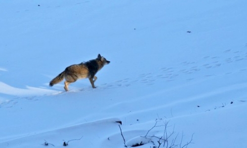 coyote