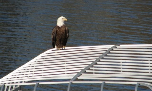 eagle
