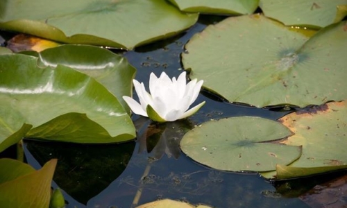 lilypad