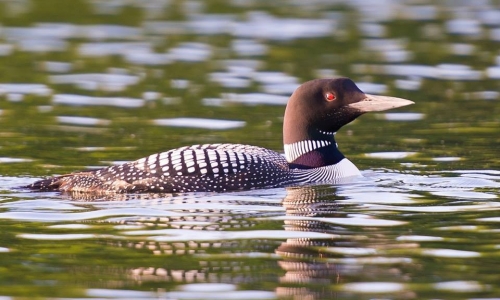 loon