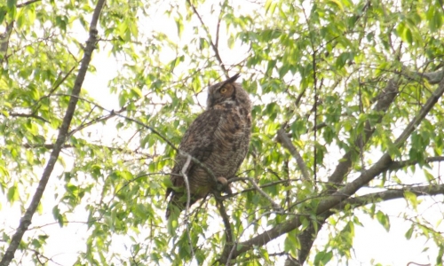 owl
