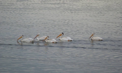 pelican