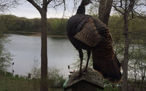 turkey
