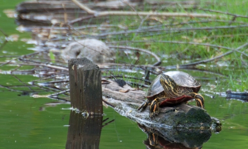 turtle