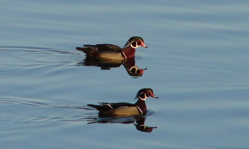 woodduck